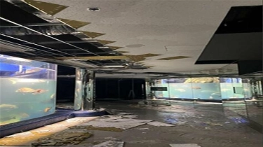 Dampak Gempa, Hiu Rhincodon Typus di Ishikawa Jepang Mati karena Kerusakan Peralatan Akuarium