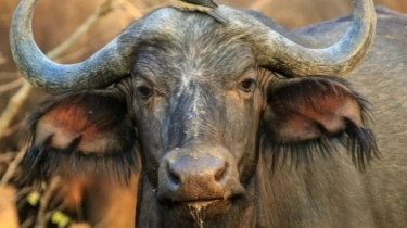 6 Zodiak Paling Keras Kepala Menurut Astologi, Gak Heran Taurus Dipanggil Kepala Batu!