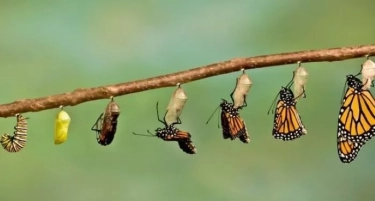 Menginspirasi! Begini Perjuangan dalam Setiap Fase Metamorfosis Kupu-Kupu hingga Mencapai Kesempurnaan Hidup