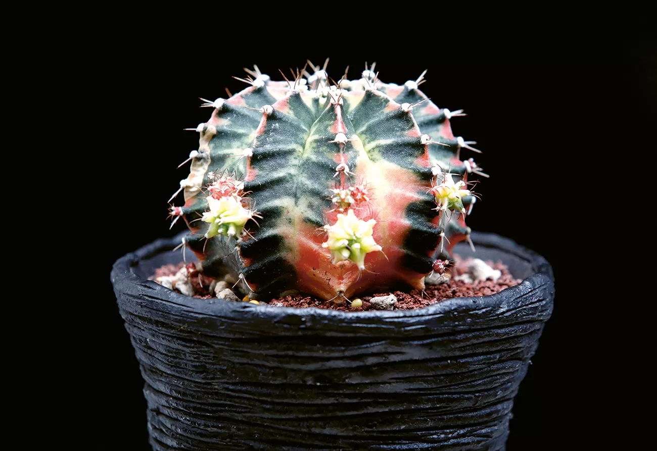 Cara Memperbanyak Kaktus Hias Gymno Miha: Pentingkan Kualitas, Pilih Metode Semai Biji dan Potekan