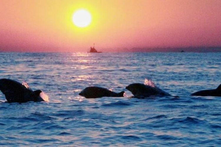 7 Penginapan Dekat Pantai Lovina Bali, Mulai Rp 200.000