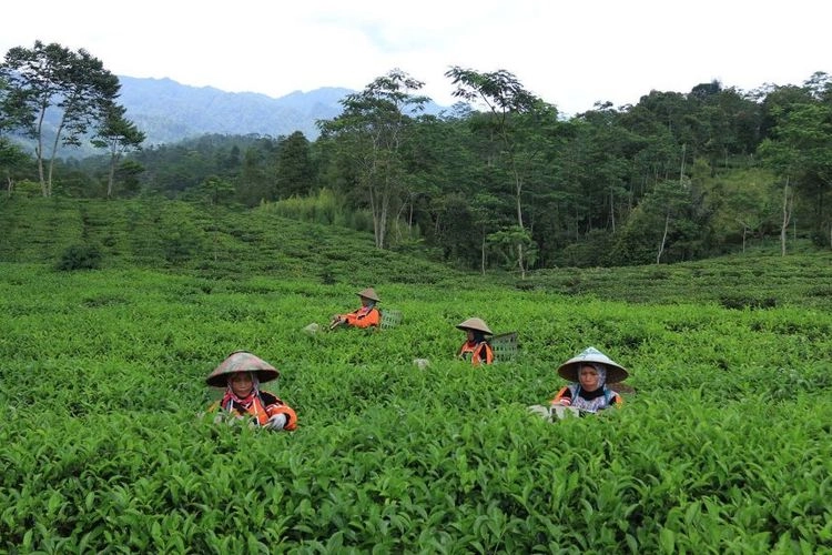 Rute Mudah ke Kebun Teh Pagilaran di Batang, Jawa Tengah