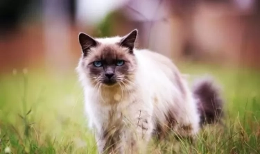 Bukan Dry Food, Berikut Makanan yang Baik Diberikan untuk Kucing
