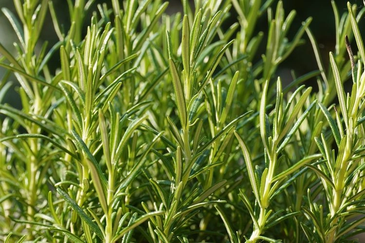 Berapa Lama Rosemary Bertahan Saat Disimpan?