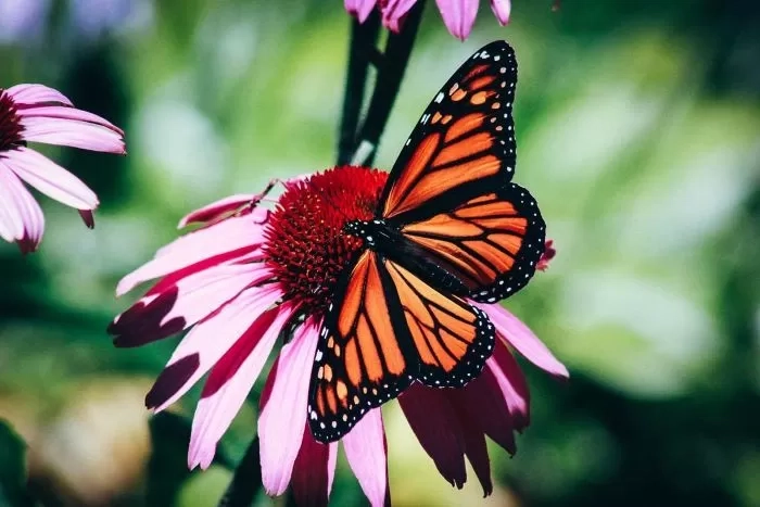 Takut Kupu-Kupu? Mungkin Terkena Lepidopterophobia, Cek Penjelasannya di Sini