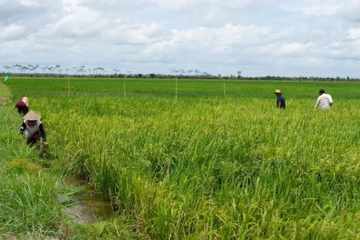 Bukan Hanya El Nino, Ini Biang Kerok Produksi Beras Indonesia Turun
