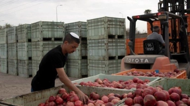 Petani di Pemukiman Utara Takut Serangan Hizbullah, Pertanian Israel Hancur: Rugi Rp 2 Triliun 