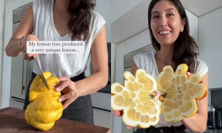Unik! Pohon Lemon Hasilkan Buah dengan Bentuk Tak Biasa, Berbeda Dibanding yang Lain