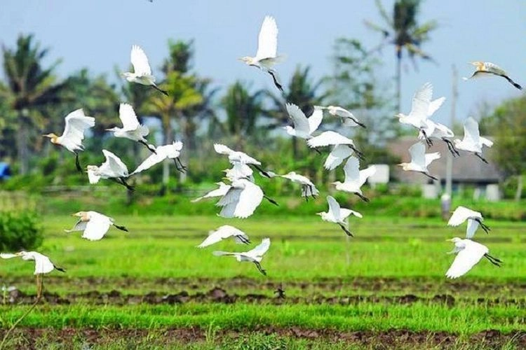 Aktivitas di Desa Wisata Ketingan Sleman, Amati Burung Kuntul di Sawah