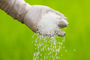 Pengamat Sebut Program Pupuk Subsidi Tak Ada Korelasi dengan Peningkatan Produksi
