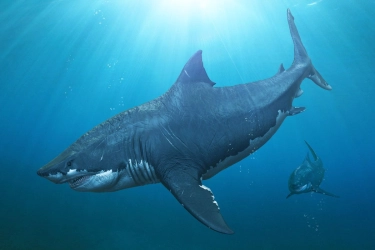Studi Baru Sebut Bentuk Megalodon Lebih Ramping dan Panjang