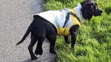 Anjing Berkaki Enam Ditelantarkan di Parkiran Supermarket di Wales
