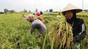 Mengenal Apa Itu Food Estate, Lengkap dengan Penjelasan dan Fungsinya