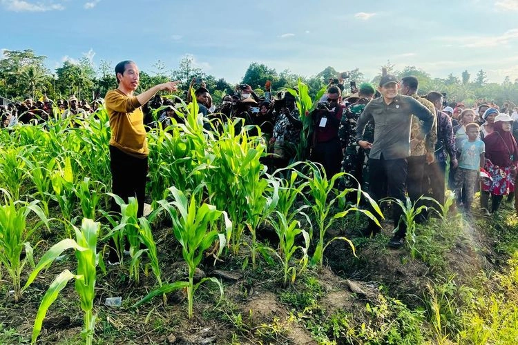 ''Food Estate'' Dikritik Cak Imin dan Mahfud, Istana Akui Perlu Evaluasi dan Penyempurnaan