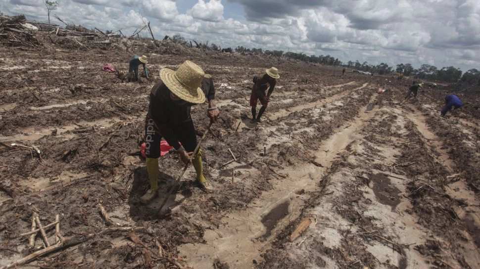 Ganjar-Mahfud Ogah Lanjutkan Food Estate, Tapi Mau Bikin Program Ini