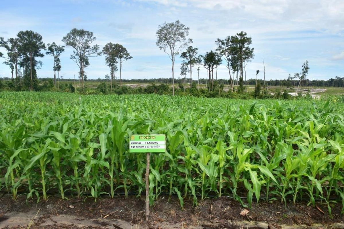 Deretan ''Food Estate'' yang Dianggap Gagal di Indonesia