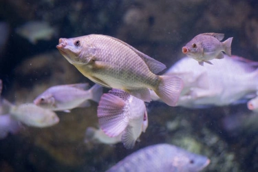 Misteri Suara Aneh di Teluk Florida Terpecahkan, Ternyata Suara Ikan Kawin...