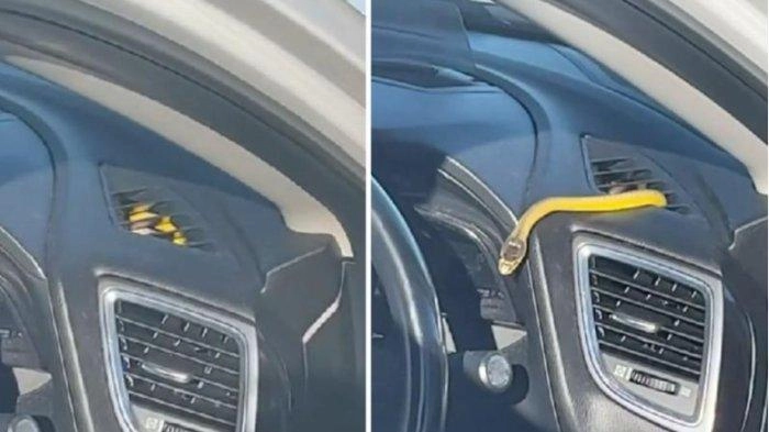 Momen Pengemudi Panik, Hampir Digigit Ular yang Keluar dari Lubang Ventilasi Mobil