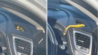Momen Pengemudi Panik, Hampir Digigit Ular yang Keluar dari Lubang Ventilasi Mobil