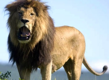 2 Singa Hilir Mudik di Luar Rumah, Warga Thailand Panik Langsung Panggil Polisi