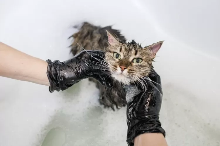 Tips dan Cara Memandikan Kucing dengan Benar Menurut Anjuran Dokter Hewa