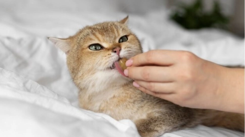 8 Arti Mimpi Digigit Kucing Peliharaan, Lagi Merasa Terancam?