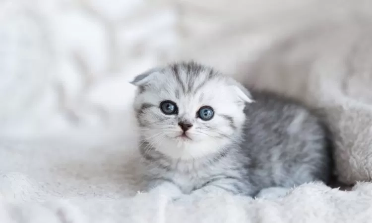 Menabrak Kucing Sampai Mati Bikin Sial, Mitos Atau Fakat? Simak Penjelasan Menurut Islam 