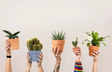 Ayo Simak! Ini 7 Tanaman Pembawa Sial Berdasar Feng Shui, Jangan Ditempatkan di Dalam Ruangan