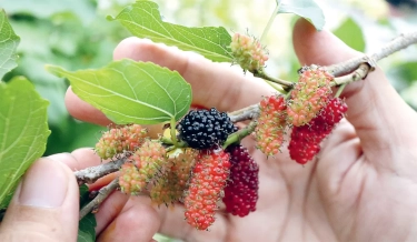 Budi Daya Murbei di Lahan Terbuka, Perbanyak Nutrisi agar Buah Lebih Berisi