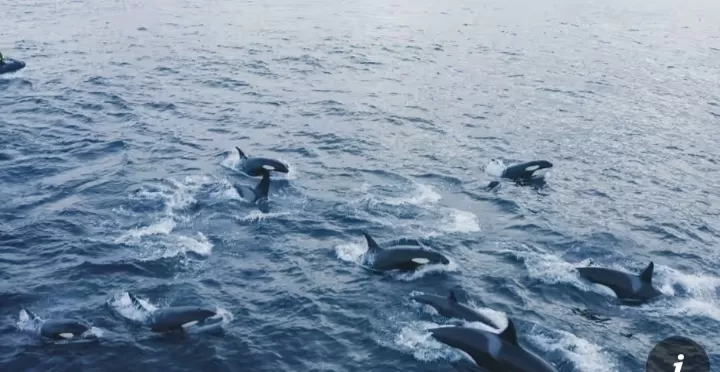 Paus Pembunuh Terperangkap di Es Lepas Pantai Hokkaido Jepang
