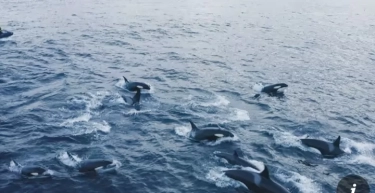 Paus Pembunuh Terperangkap di Es Lepas Pantai Hokkaido Jepang