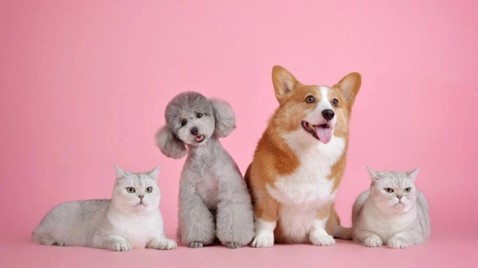 Begini Cara Pelihara Kucing dan Anjing di Dalam Rumah