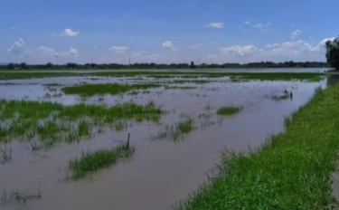 Musim Hujan Tiba Para Petani di Mojosari Terancam Gagal Panen, Berikut Permasalahannya