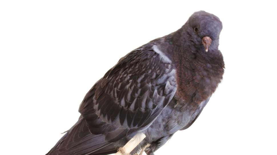 Sempat Dicurigai Mata-mata dari China, Merpati Ditahan 8 Bulan Dibebaskan Polisi India