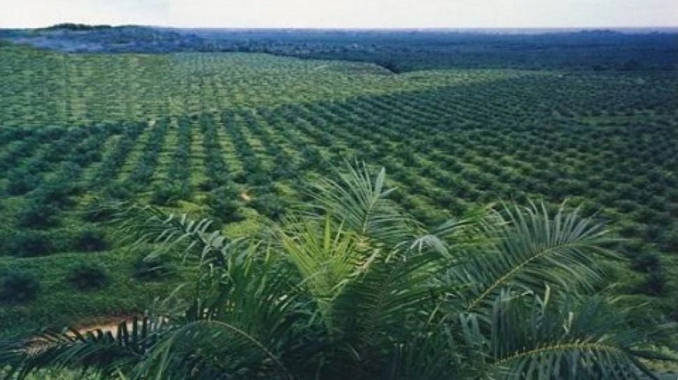 Digitalisasi dan Mekanisasi Masa Depan Perkebunan Nusantara