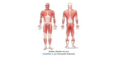 Dampak Negatif Bentuk Massa Otot dengan Suntik Testosteron
