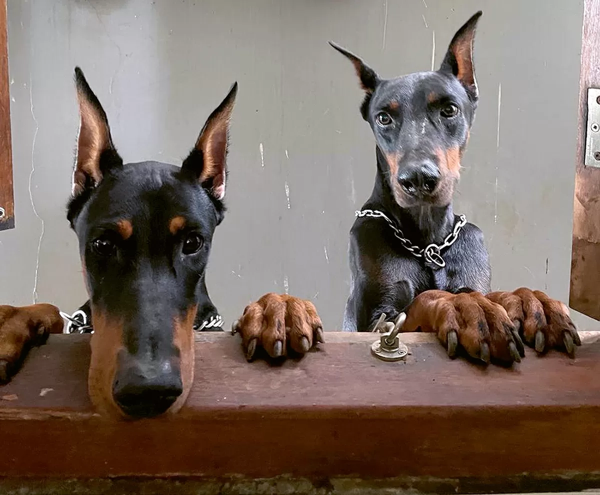 Monika Purvitasari Mengasuh Tiga Anjing Jantan Bertampang Garang yang Tak Pernah Kehabisan Energi