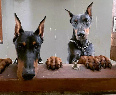 Monika Purvitasari Mengasuh Tiga Anjing Jantan Bertampang Garang yang Tak Pernah Kehabisan Energi