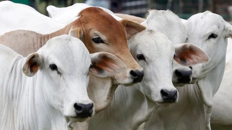 Kemendag Diminta Tak Terburu-buru Terbitkan Izin Impor Sapi Bakalan, Utamakan Peternak Lokal