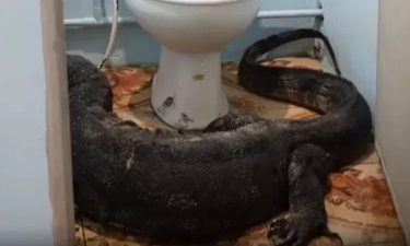 Bikin Kaget, Biawak Besar Masuk ke Kontrakan Warga Hingga Sembunyi di Kamar Mandi