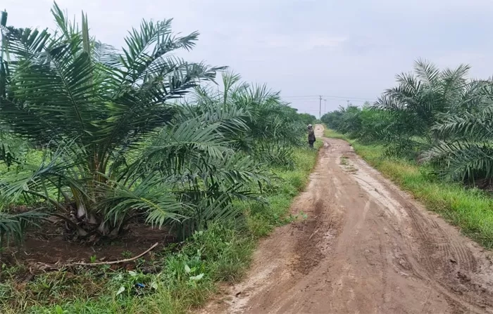 Jaga Kualitas Tanaman, Pengembangan Kebun Bangun Gunakan Standar ISPO