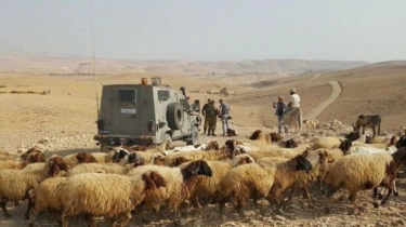 Pemukim Israel Curi 400 Domba dari Warga Palestina di Hebron, Sang Pemilik Bisa Rebut Kembali