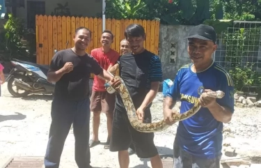 Teror Permukiman, Warga Tangkap Sanca setelah Melilit Ayam