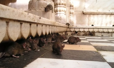 Waspada Penyakit Leptospirosis di Tengah Musim Hujan, Kenali Gejalanya