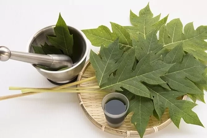 Hilangkan Uban Secara Permanen dengan Daun Pepaya, Cara Mudah, Alami, dan Murah