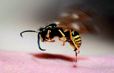 Wajib Tahu! Pertolongan Pertama Disengat Tawon, Simak Penanganannya