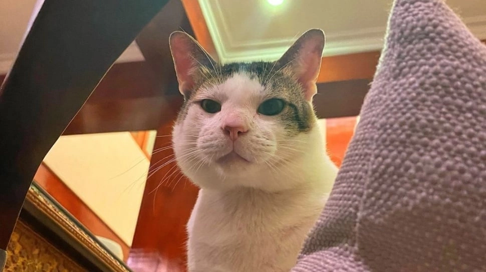 Bobby Kucing Prabowo Pasang Pose Gemoy, Netizen: Hidungnya Sedot Suara Rakyat