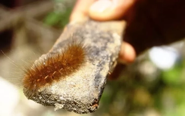 Kemenkes: Info Ulat Bulu Dapat Sebabkan Kematian itu Hoaks