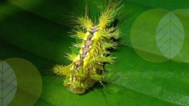 Kemenkes Tegaskan Konten 'Ulat Pembunuh Manusia' Hoax