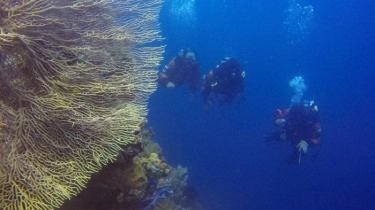 PUWSI Himbau Operator Scuba Diving Perhatikan Keselamatan dan Kualitas Layanan